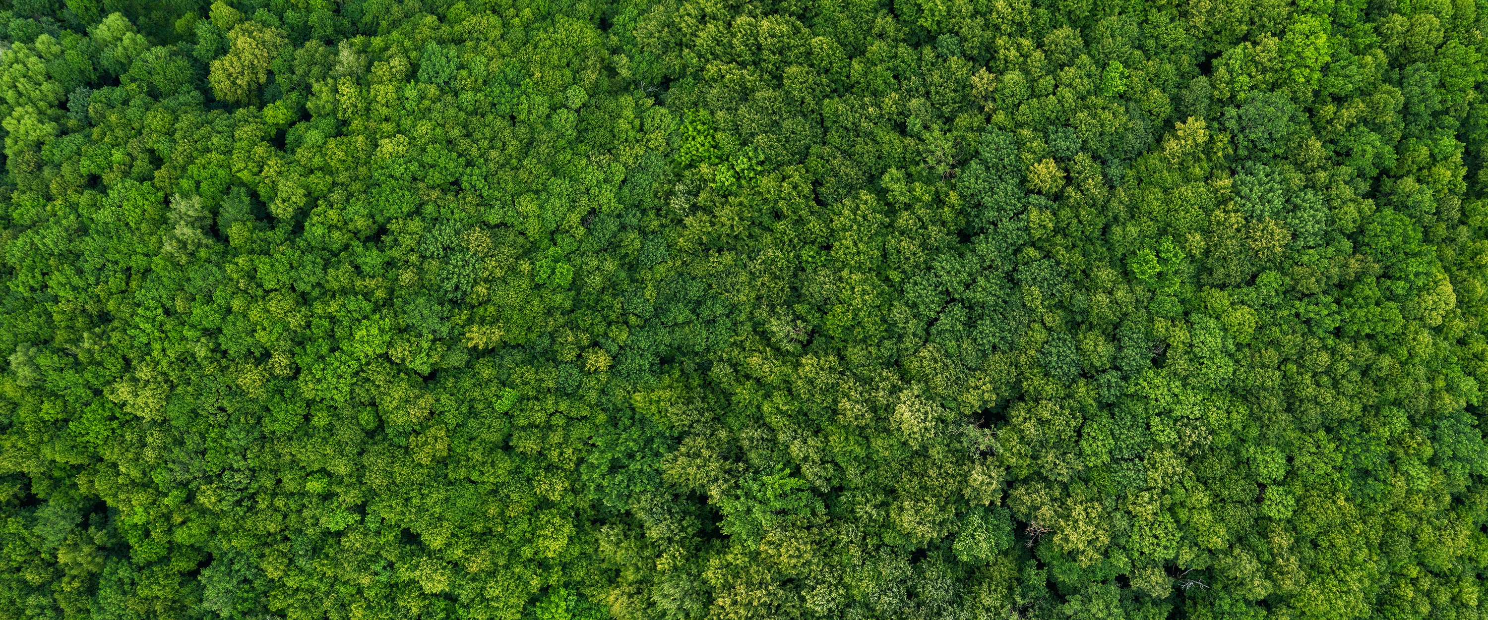 Consigue ahora tu Rosewood brasileño