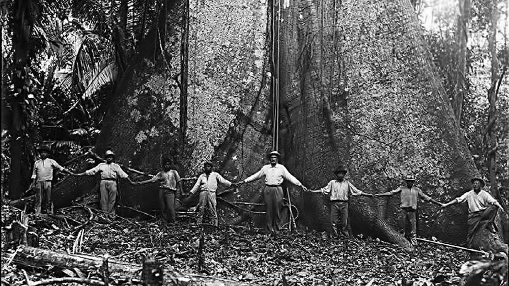 El árbol: la madera tonal más famosa del mundo