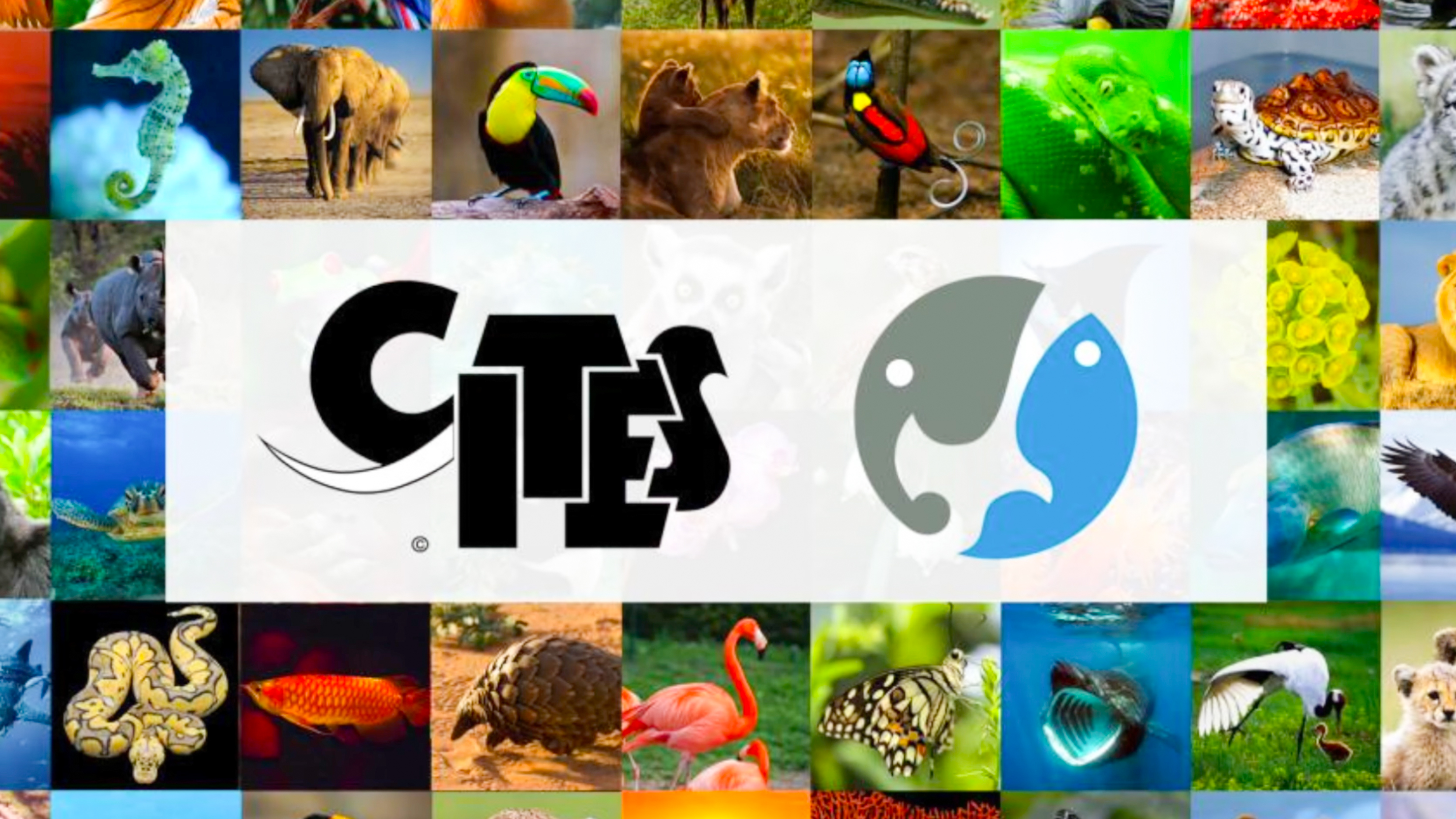 Comprensión de CITES y la Ley Lacey
